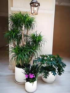 宁波镇海绿植租赁哪家靠谱？看这篇攻略就知道！